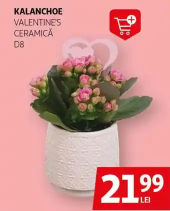 Auchan Kalanchoe valentine's ceramică D8 Ofertă