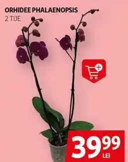 Auchan Orhidee phalaenopsis Ofertă