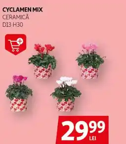 Auchan Cyclamen mix ceramică Ofertă