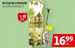 Auchan Butaşi de struguri soiuri româneşti Ofertă