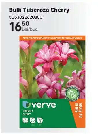 Brico Depôt Bulb Tuberoza Cherry Ofertă