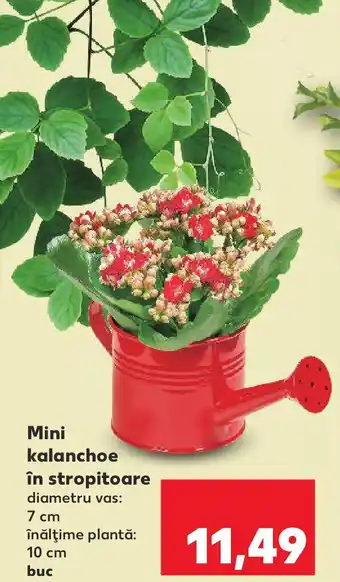 Kaufland Mini Kalanchoe în stropitoare Ofertă