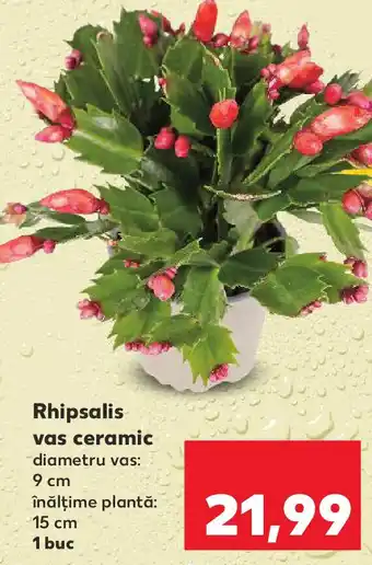 Kaufland Rhipsalis vas ceramic Ofertă