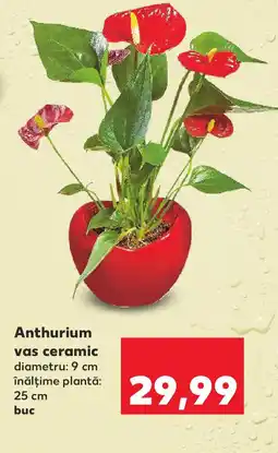 Kaufland Anthurium vas ceramic Ofertă