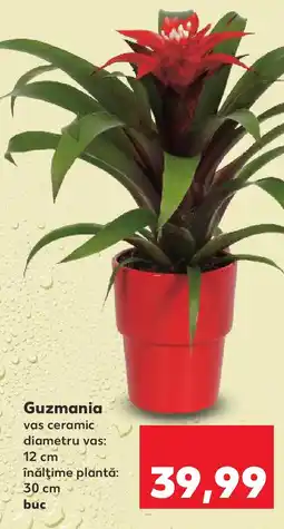 Kaufland Guzmania Ofertă