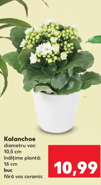 Kaufland Kalanchoe Ofertă