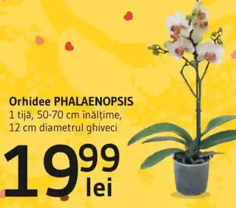 Supeco Orhidee PHALAENOPSIS Ofertă