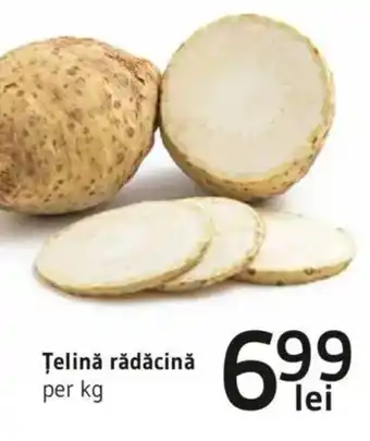 Supeco Ţelină rădăcină Ofertă