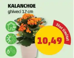 Penny Kalanchoe Ofertă