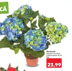 Kaufland Hortensia Ofertă