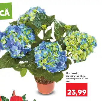 Kaufland Hortensia Ofertă