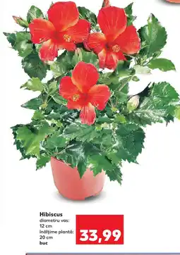 Kaufland Hibiscus Ofertă