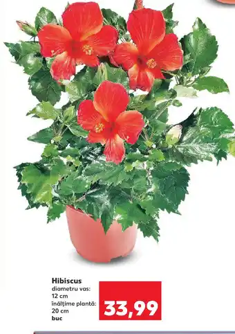 Kaufland Hibiscus Ofertă