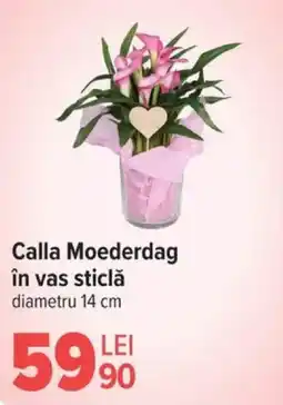 Carrefour Calla Moederdag în vas sticlă Ofertă