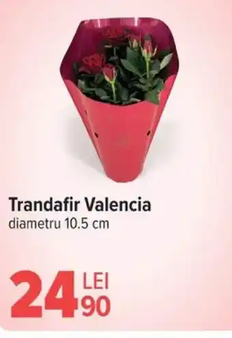 Carrefour Trandafir Valencia Ofertă