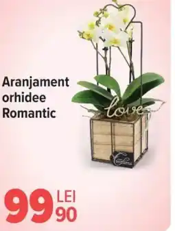 Carrefour Aranjament orhidee Romantic Ofertă