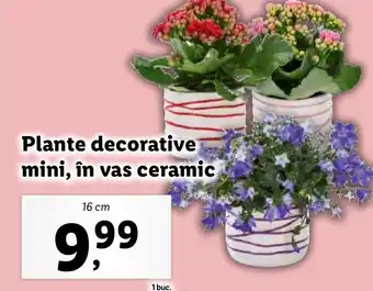 Lidl Plante decorative mini, în vas ceramic Ofertă