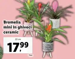 Lidl Bromelia mini în ghiveci ceramic Ofertă