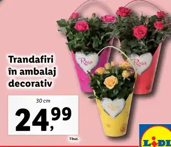 Lidl Trandafiri în ambalaj decorativ Ofertă