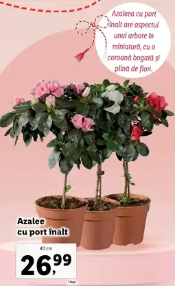 Azalee cu port înalt