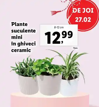 Lidl Plante suculente mini în ghiveci ceramic Ofertă