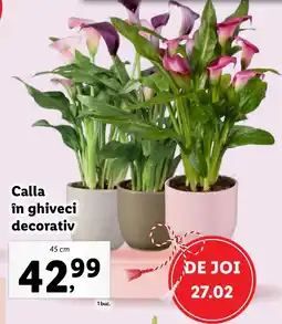 Lidl Calla în ghiveci decorativ Ofertă