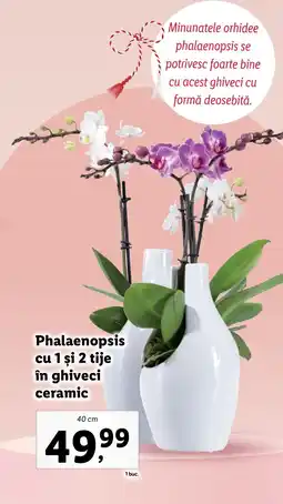 Lidl Phalaenopsis cu 1 şi 2 tije în ghiveci ceramic Ofertă