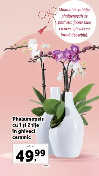 Lidl Phalaenopsis cu 1 şi 2 tije în ghiveci ceramic Ofertă