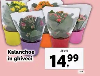 Lidl Kalanchoe în ghiveci Ofertă