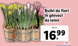 Lidl Bulbi de flori în ghiveci de lemn Ofertă