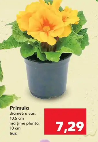 Kaufland Primula Ofertă