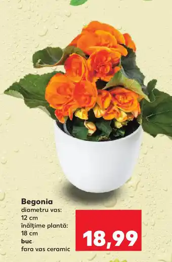 Kaufland Begonia Ofertă
