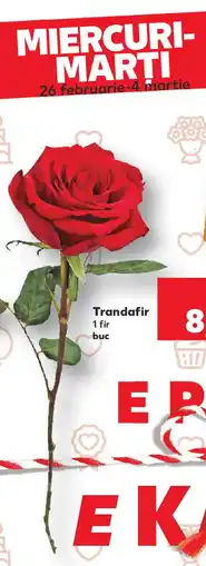 Kaufland Trandafir Ofertă