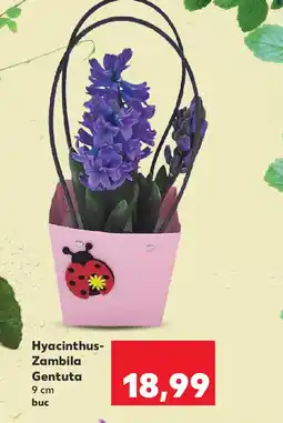 Kaufland Hyacinthus- Zambila Gentuta Ofertă