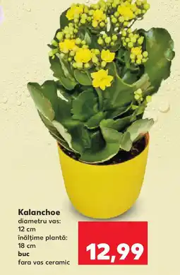 Kaufland Kalanchoe Ofertă