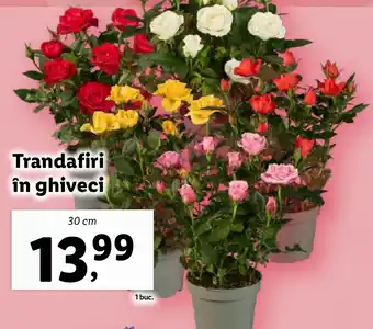 Lidl Trandafiri în ghiveci Ofertă