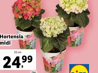 Lidl Hortensia midi Ofertă