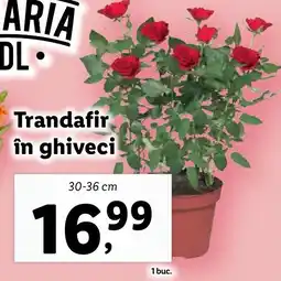 Lidl Trandafir în ghiveci Ofertă