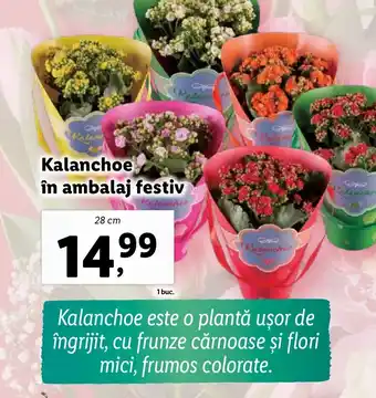 Lidl Kalanchoe în ambalaj festiv Ofertă