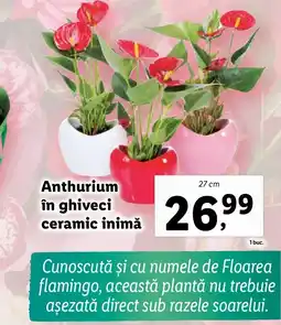 Lidl Anthurium în ghiveci ceramic inimă Ofertă