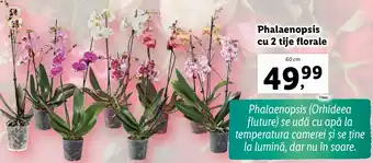 Lidl Phalaenopsis cu 2 tije florale Ofertă