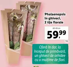 Lidl Phalaenopsis în ghiveci, 2 tije florale Ofertă