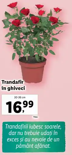 Lidl Trandafir în ghiveci Ofertă