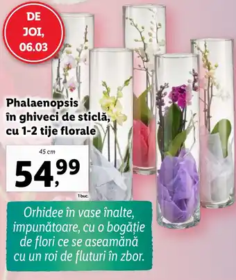 Lidl Phalaenopsis în ghiveci de sticlă, cu 1-2 tije florale Ofertă