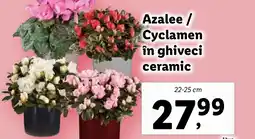 Lidl Azalee/ Cyclamen în ghiveci ceramic Ofertă