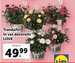 Lidl Trandafiri în vas decorativ LOVE Ofertă