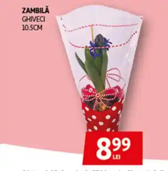 Auchan Zambilă ghiveci Ofertă