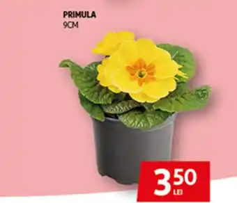 Auchan Primula Ofertă