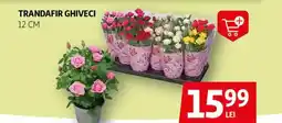 Auchan Trandafir ghiveci Ofertă