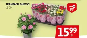 Auchan Trandafir ghiveci Ofertă